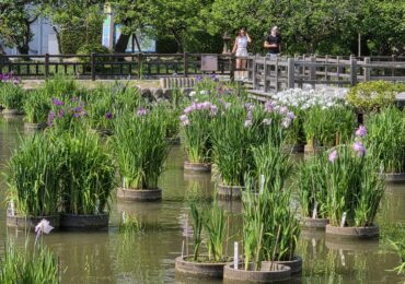 ついに菖蒲が開花!瑞々しい紫と白のグラデーションが美しいです ついに菖蒲が開花!瑞々しい紫と白のグラデーションが美しいです