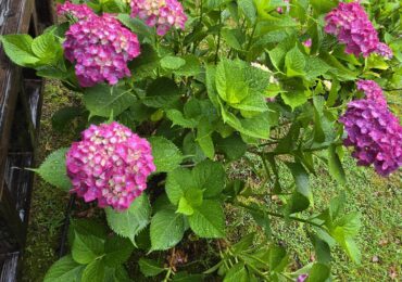 しっとり雨模様、紫陽花と菖蒲